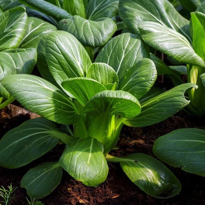 Dwarf Bok Choy Seeds - Vegetable Plant