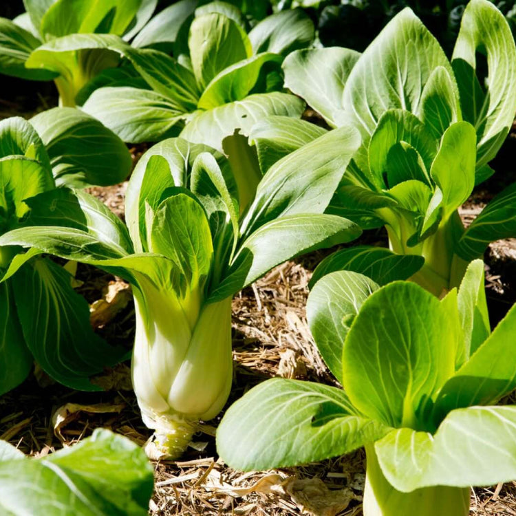 Dwarf Bok Choy Seeds - Vegetable Plant