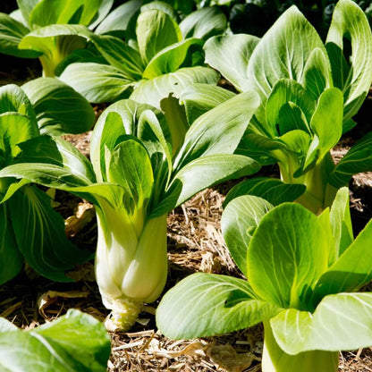 Dwarf Bok Choy Seeds - Vegetable Plant