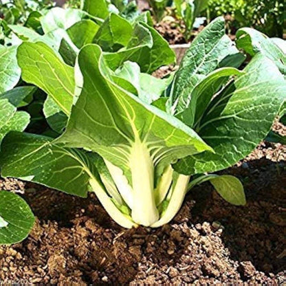 Dwarf Bok Choy Seeds - Vegetable Plant