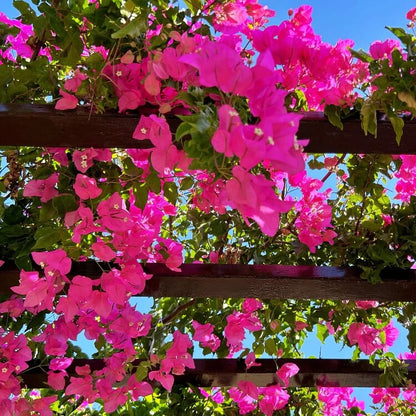 Dwarf Bougainvillea Seeds
