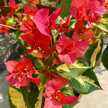 Dwarf Bougainvillea Seeds
