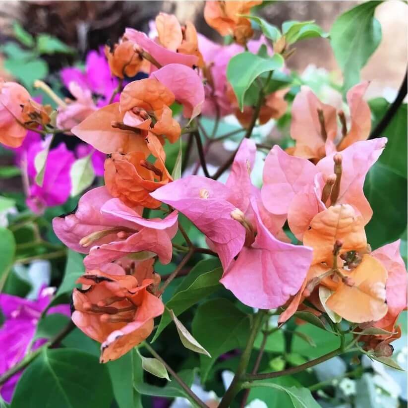 Dwarf Bougainvillea Seeds