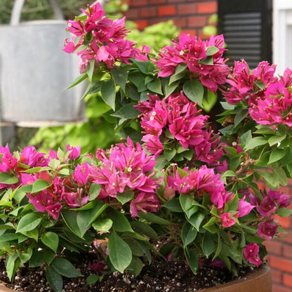 Dwarf Bougainvillea Seeds