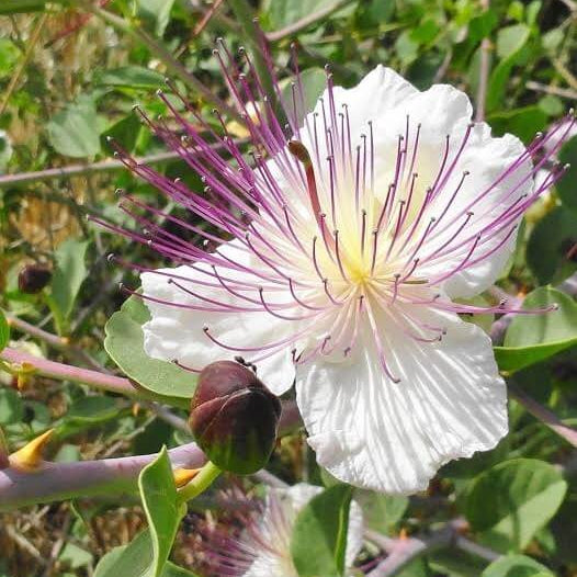 Dwarf Caper Bush Seeds