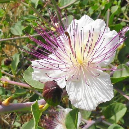 Dwarf Caper Bush Seeds