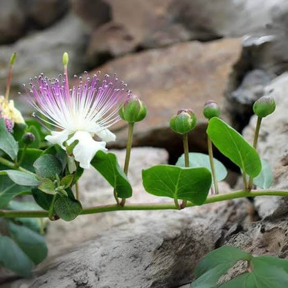 Dwarf Caper Bush Seeds