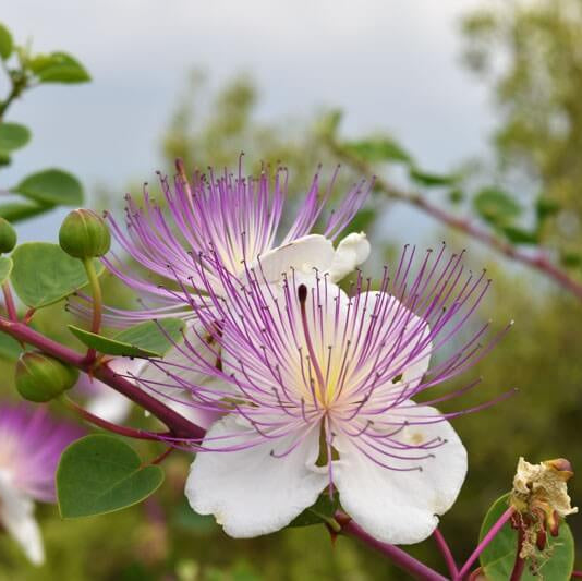 Dwarf Caper Bush Seeds