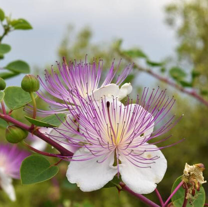 Dwarf Caper Bush Seeds