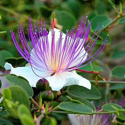 Dwarf Caper Bush Seeds