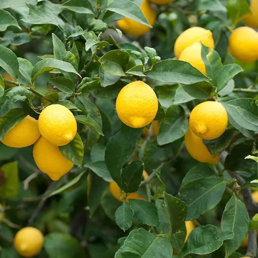 Dwarf Citrus Lemon Tree seeds