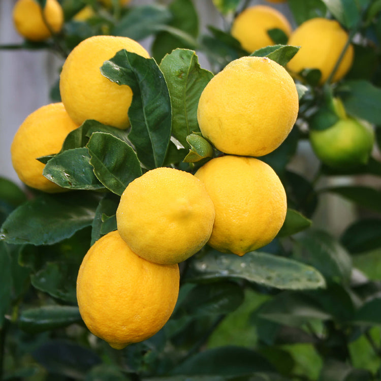 Dwarf Citrus Meyer Lemon Seeds