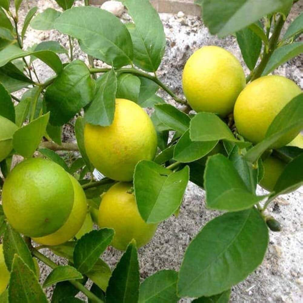 Dwarf Citrus Meyer Lemon Seeds