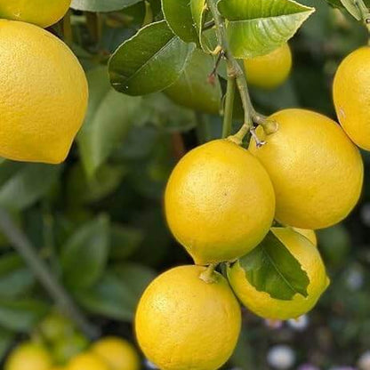 Dwarf Citrus Meyer Lemon Seeds