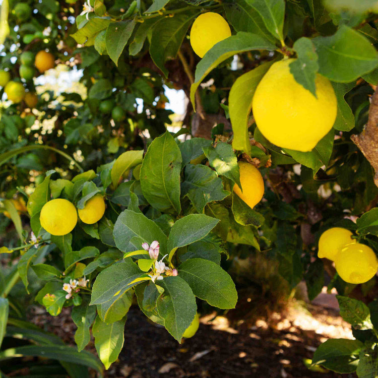 Dwarf Citrus Meyer Lemon Seeds