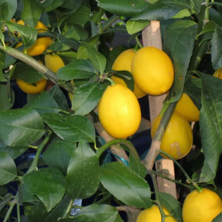 Dwarf Citrus Meyer Lemon Seeds for Planting