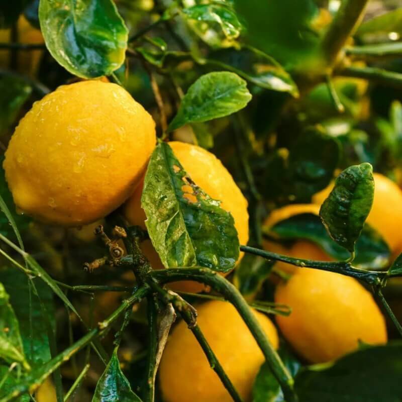 Dwarf Citrus Meyer Lemon Seeds for Planting