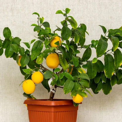 Dwarf Citrus Seeds