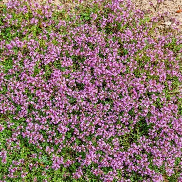 Dwarf Creeping Thyme Seeds