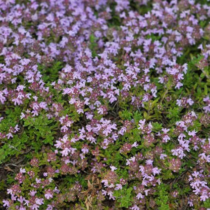 Dwarf Creeping Thyme Seeds