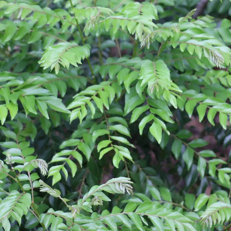 Dwarf Curry Leaf Seeds