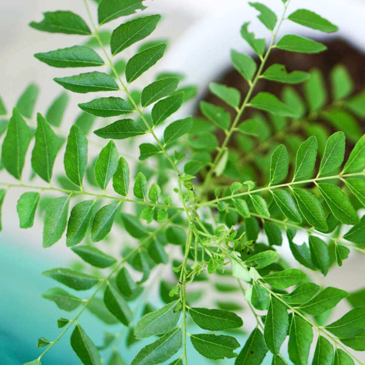 Dwarf Curry Leaf Seeds