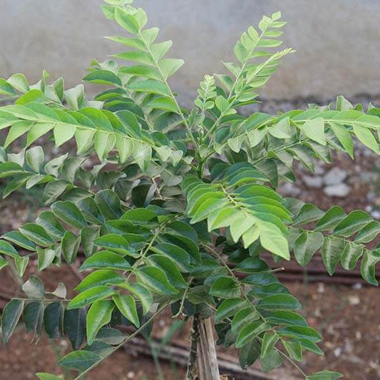 Dwarf Curry Leaf Seeds