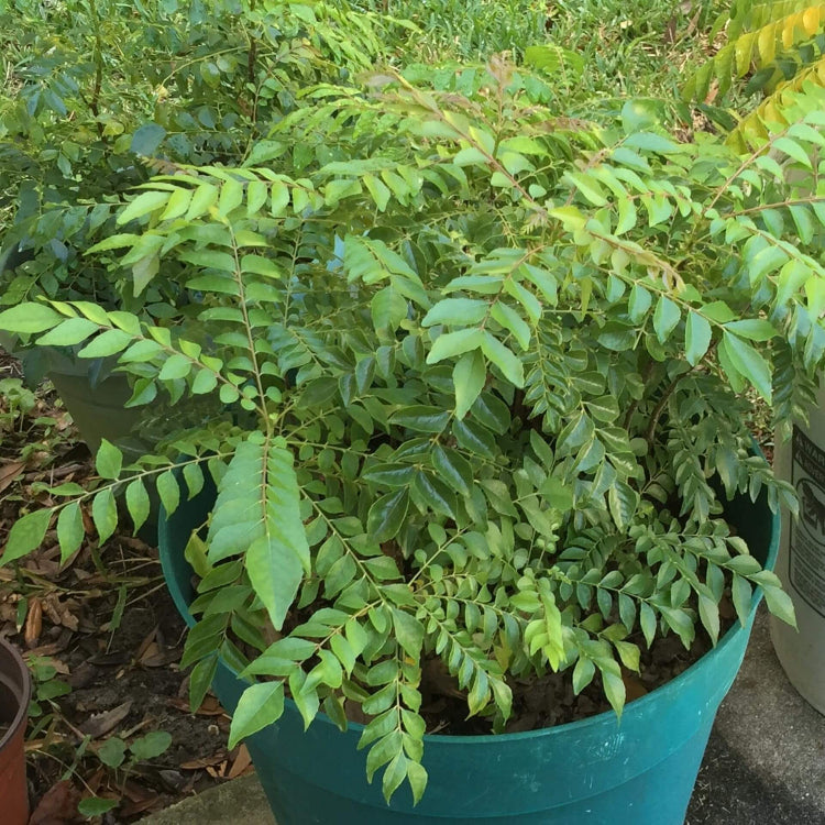 Dwarf Curry Leaf Seeds