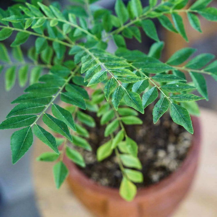 Dwarf Curry Leaf Seeds
