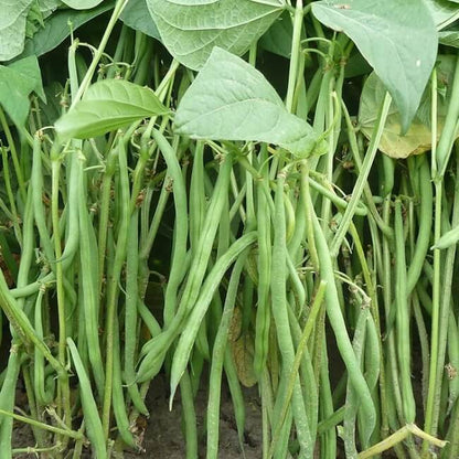 Dwarf French Beans