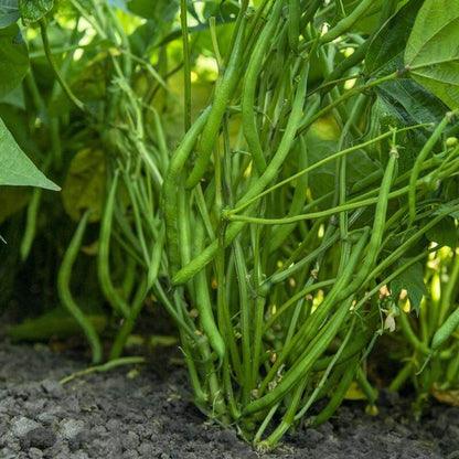 Dwarf French Beans