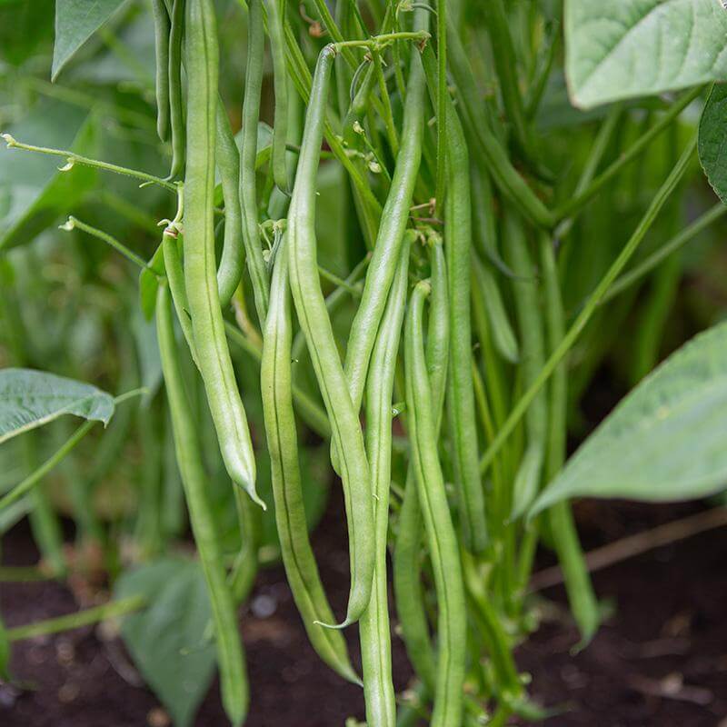 Dwarf French Beans