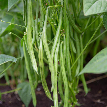 Dwarf French Beans