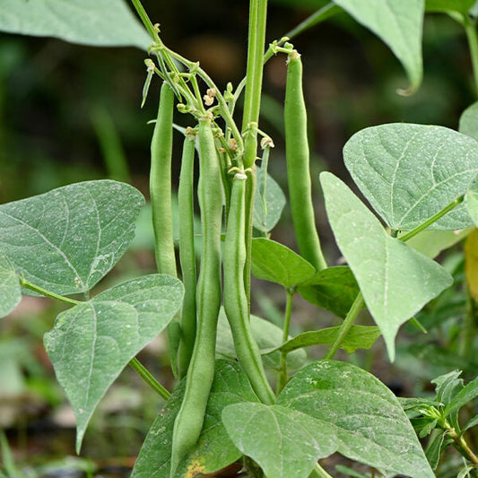 Dwarf French Beans