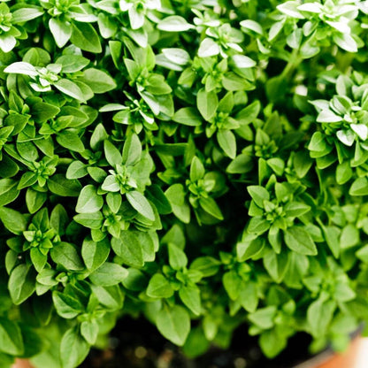 Dwarf Greek Basil Seeds - Herbal Plant 