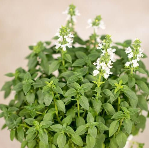 Dwarf Greek Basil Seeds - Herbal Plant 