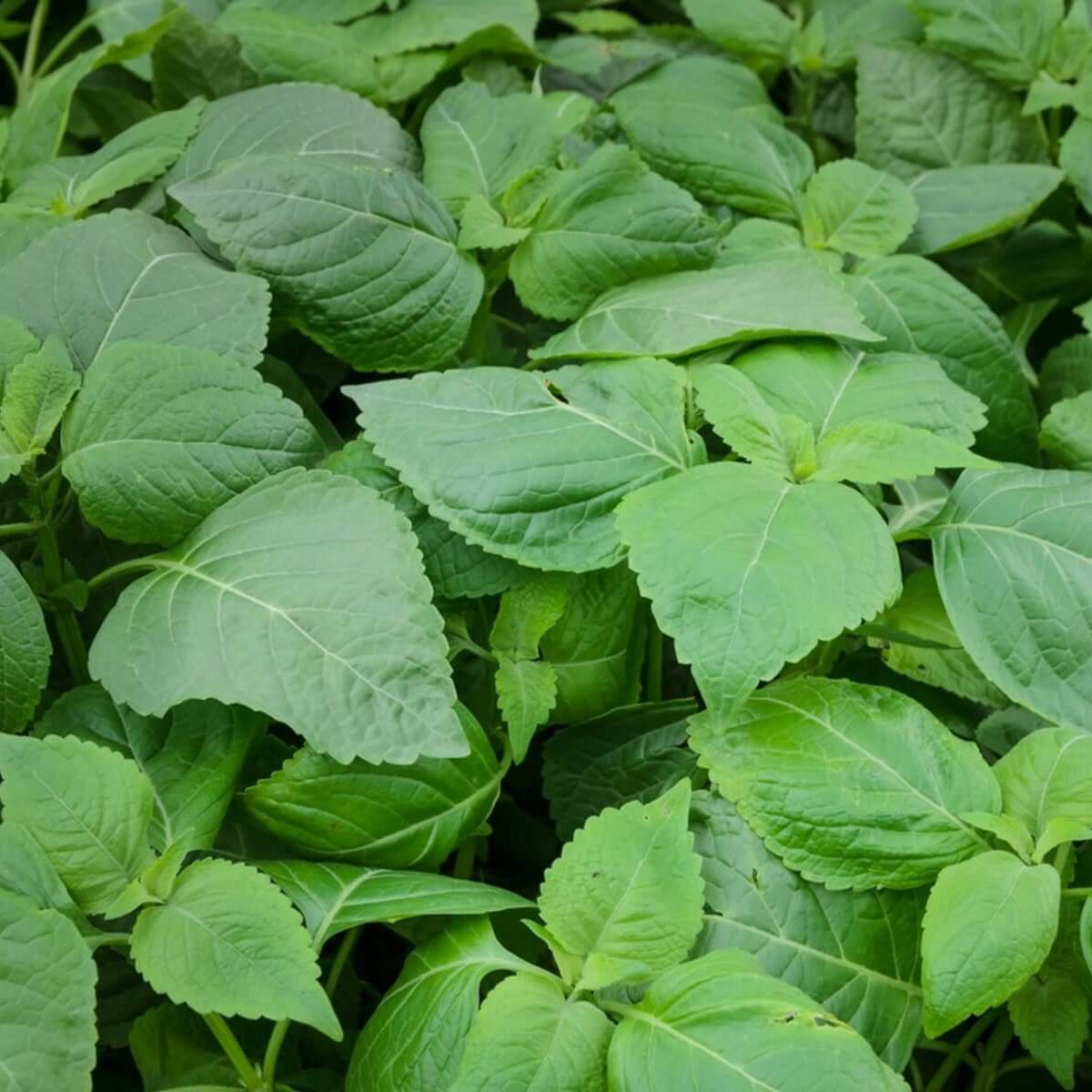 Dwarf Greek Basil Seeds - Herbal Plant 