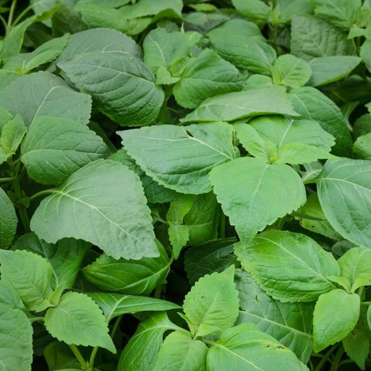 Dwarf Greek Basil Seeds - Herbal Plant 