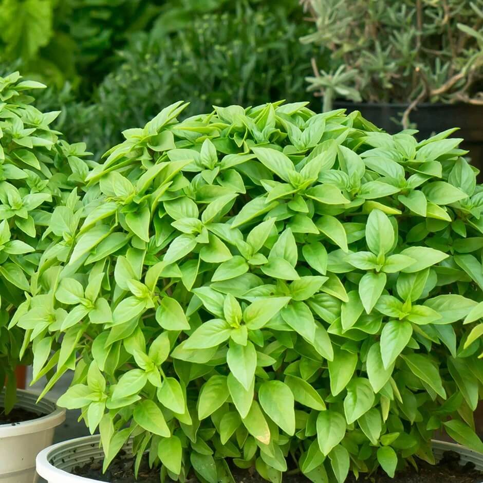 Dwarf Greek Basil Seeds - Herbal Plant 