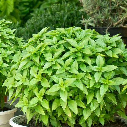 Dwarf Greek Basil Seeds - Herbal Plant 