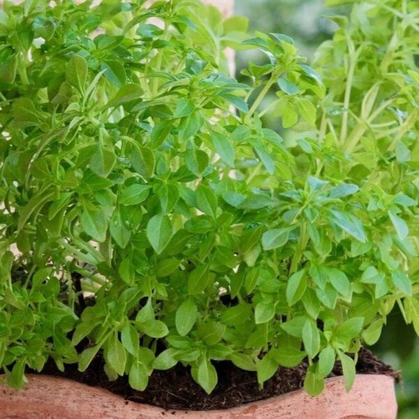 Dwarf Greek Basil Seeds - Herbal Plant 