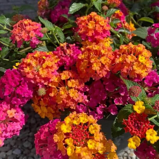 Dwarf Lantana Seeds