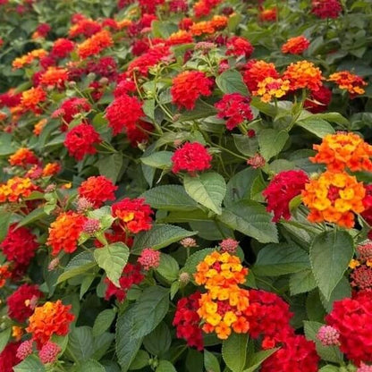 Dwarf Lantana Seeds