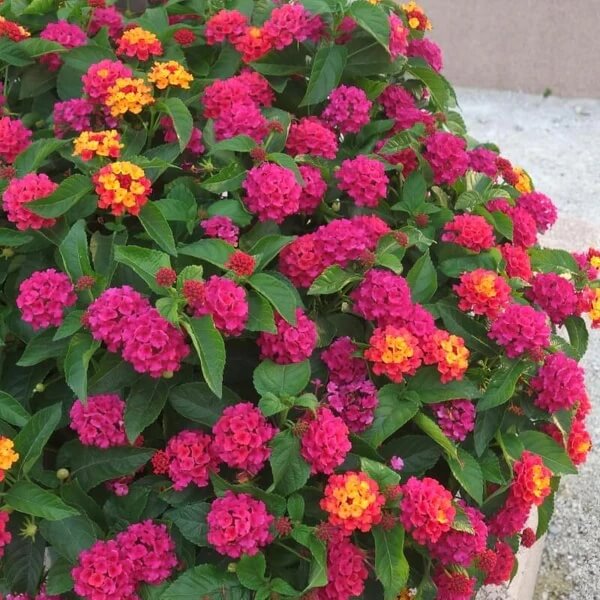 Dwarf Lantana Seeds