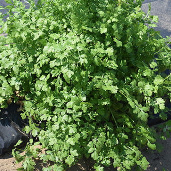 Dwarf Lemon Cilantro Seeds - Herbal Plant