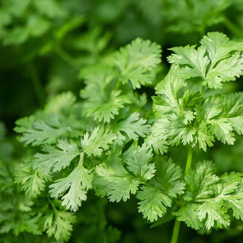 Dwarf Lemon Cilantro Seeds - Herbal Plant