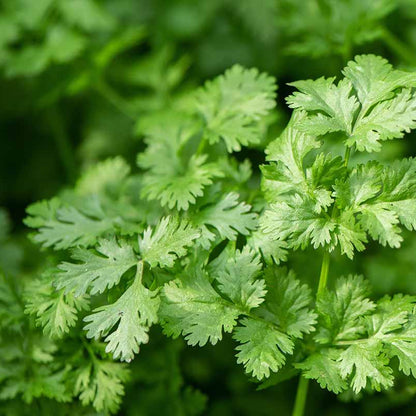 Dwarf Lemon Cilantro Seeds - Herbal Plant