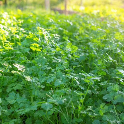 Dwarf Lemon Cilantro Seeds - Herbal Plant