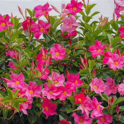 Dwarf Mandevilla Seeds
