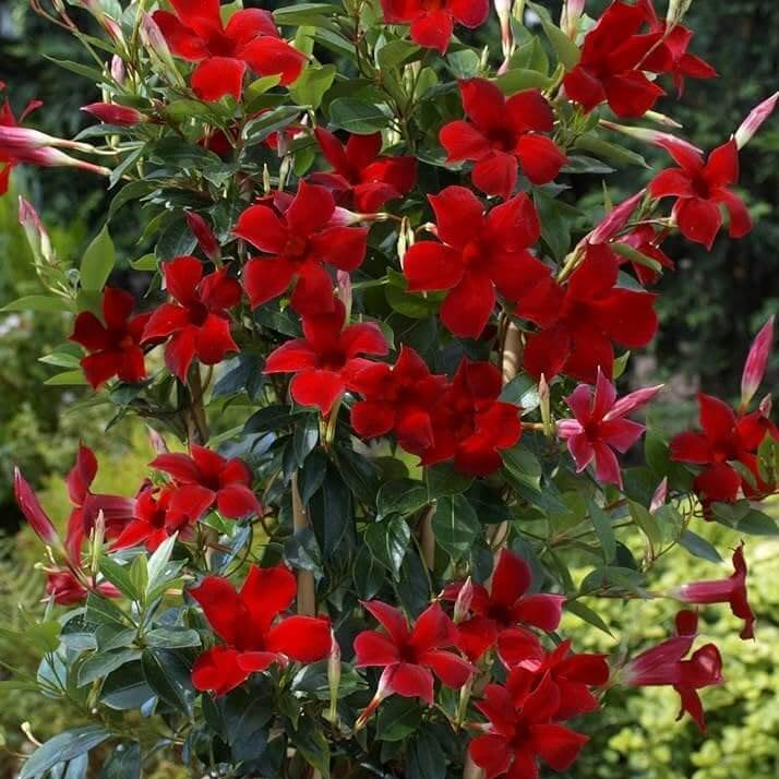 Dwarf Mandevilla Seeds